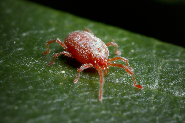 Spider Mites on Succulents: Early Warning Signs