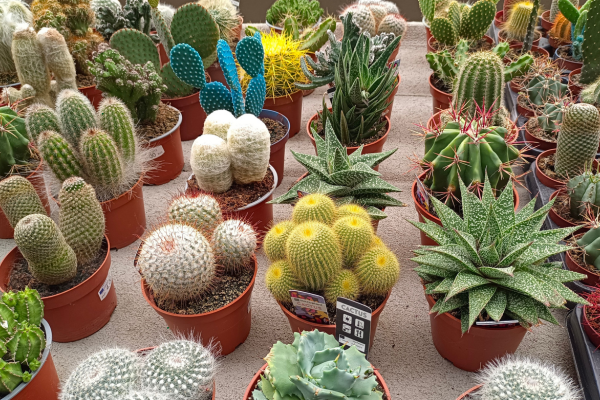 Edema in Succulents: Causes of Water-Filled Blisters