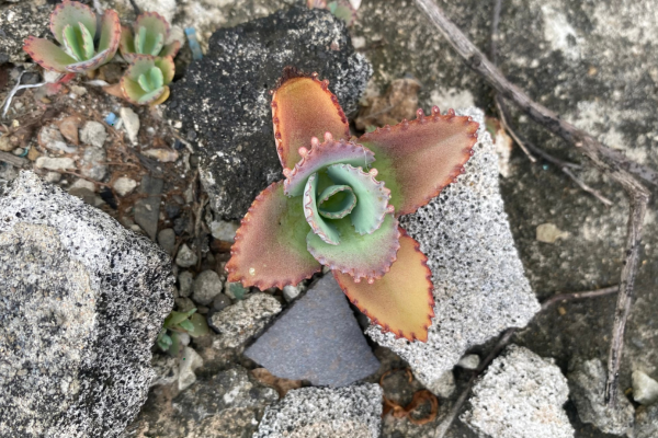 How to Disinfect Tools to Prevent Disease Spread Between Plants