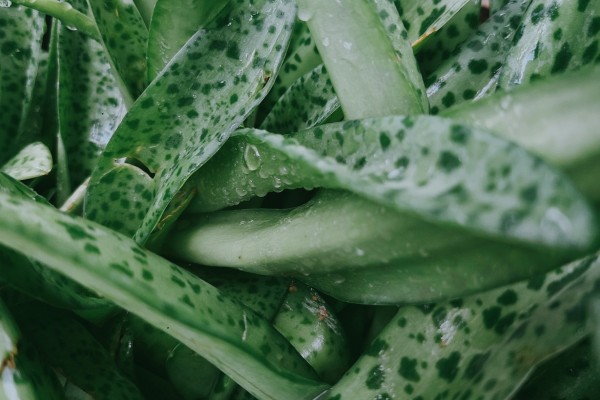 Black Spots on Succulent Leaves: Fungal vs. Bacterial Causes