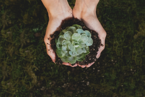 Recovering a Succulent After a Failed Repotting Attempt